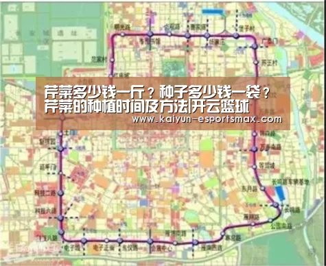 芹菜多少钱一斤?种子多少钱一袋?芹菜的种植时间及方法|开云篮球(图2) 开云体育