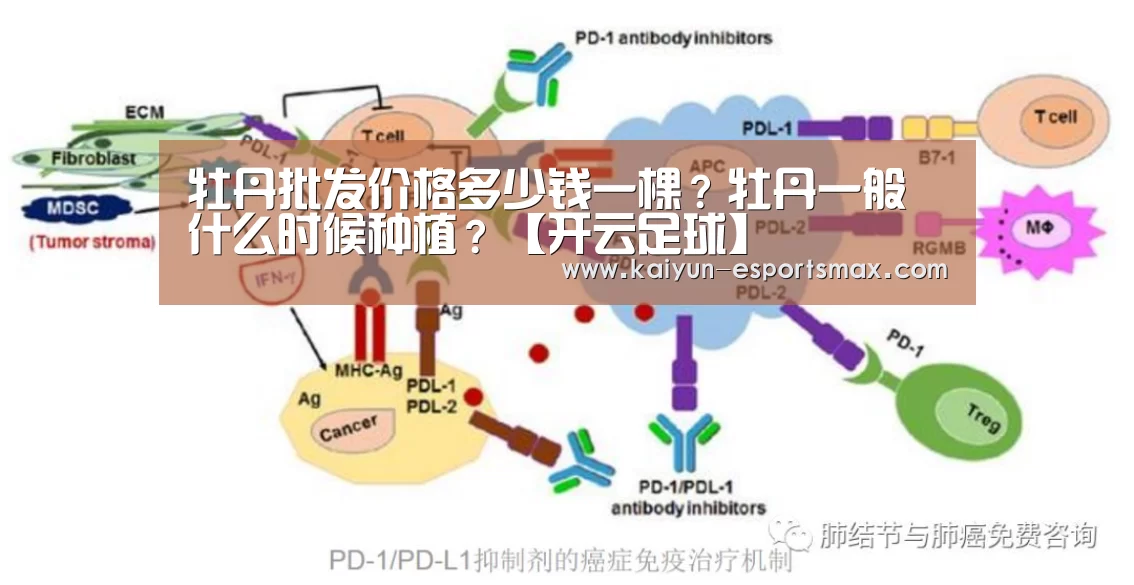 牡丹批发价格多少钱一棵?牡丹一般什么时候种植?【开云足球】(图3) 开云足球